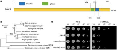 A novel zinc finger transcription factor, BcMsn2, is involved in growth, development, and virulence in Botrytis cinerea